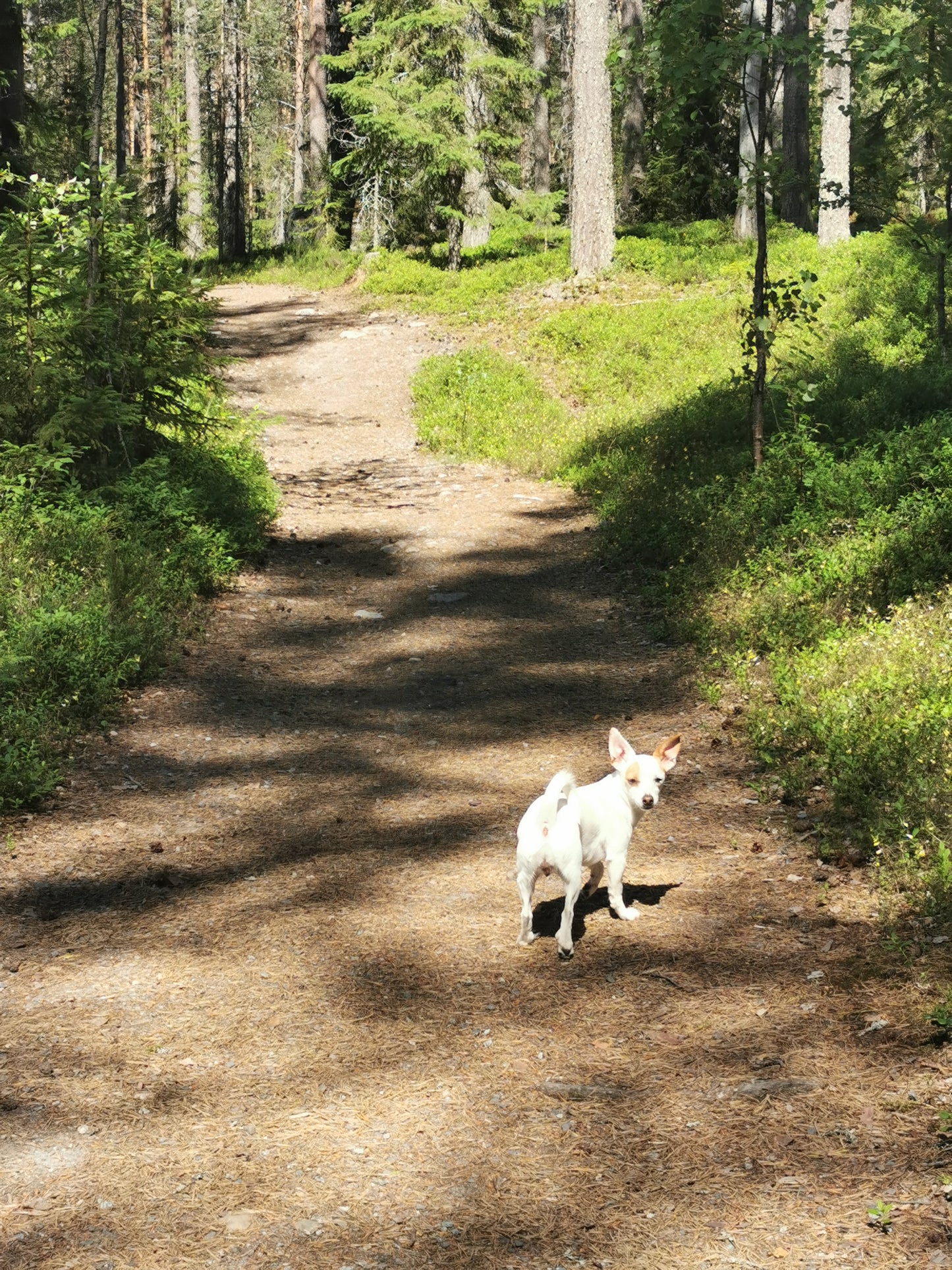 Stålflaska Milla